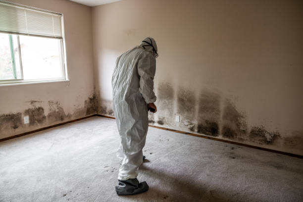  Greenwood, IN Mold Inspection, Removal & Remediation Pros